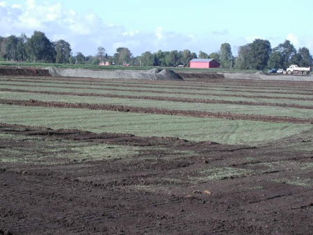 Cultivo Cranberry