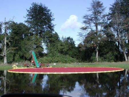 Cranberry en Chile