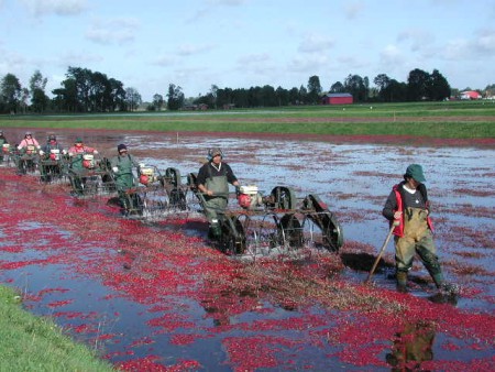 Cosecha Cranberry